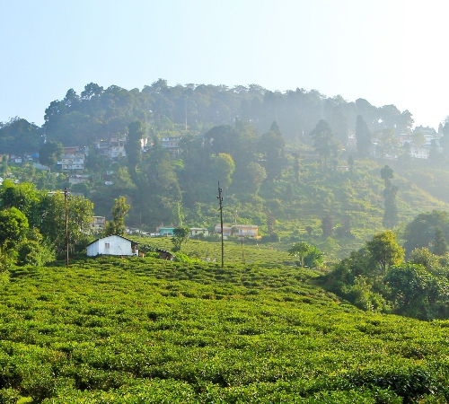 Darjeeling Tour